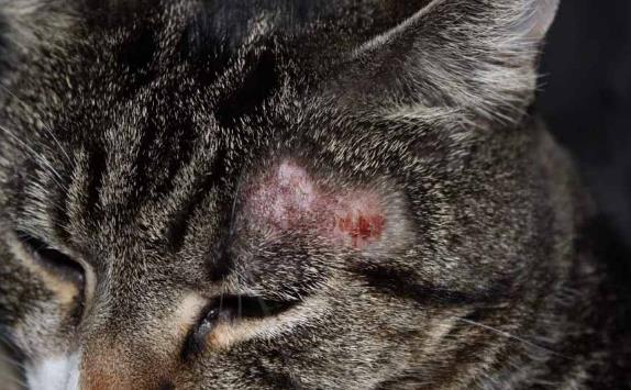 лечение болезней кошек в зеленограде