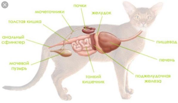 Подробный список болезней кошек с лечением - Ветеринарная клиника в  Зеленограде POLIVET