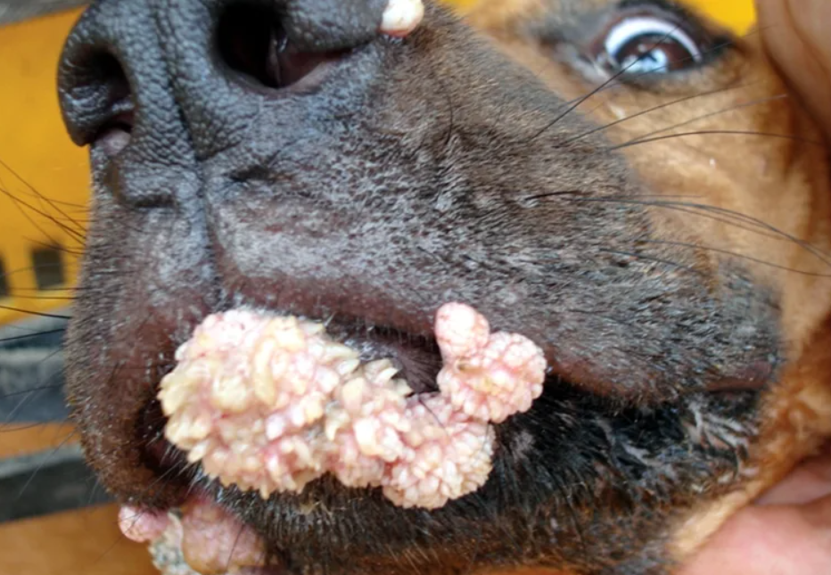 Проблемы с печенью у собаки