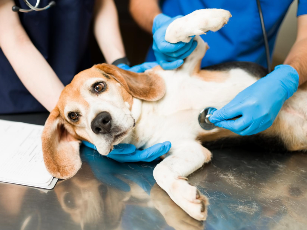 Эпилепсия у собак: проблемы и решения - Ветеринарная клиника в Зеленограде  POLIVET