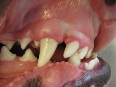 Болят ли у животных зубы?