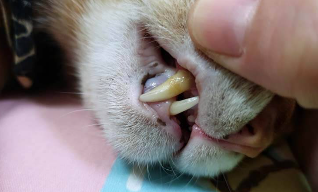 удаление зубного камня у кошки