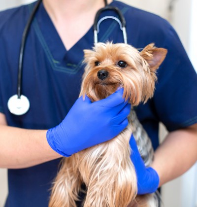 A young male veterinarian of Caucasian appearance works in a veterinary clinic.
Dog on examination at the vet.